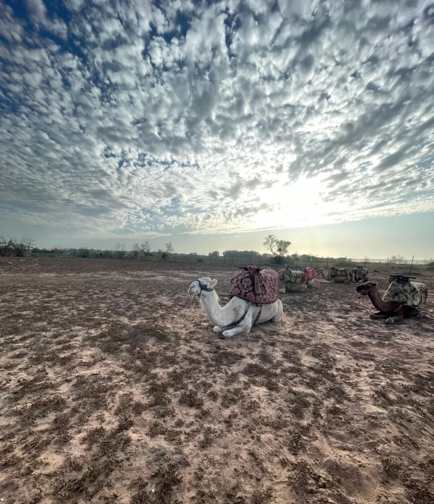 Camels resting on the ground under a wide sky of scattered clouds